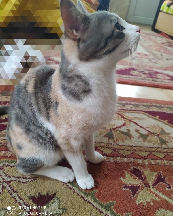 Arkadaş olalım mı? , Ücretsiz Kedi, Konya