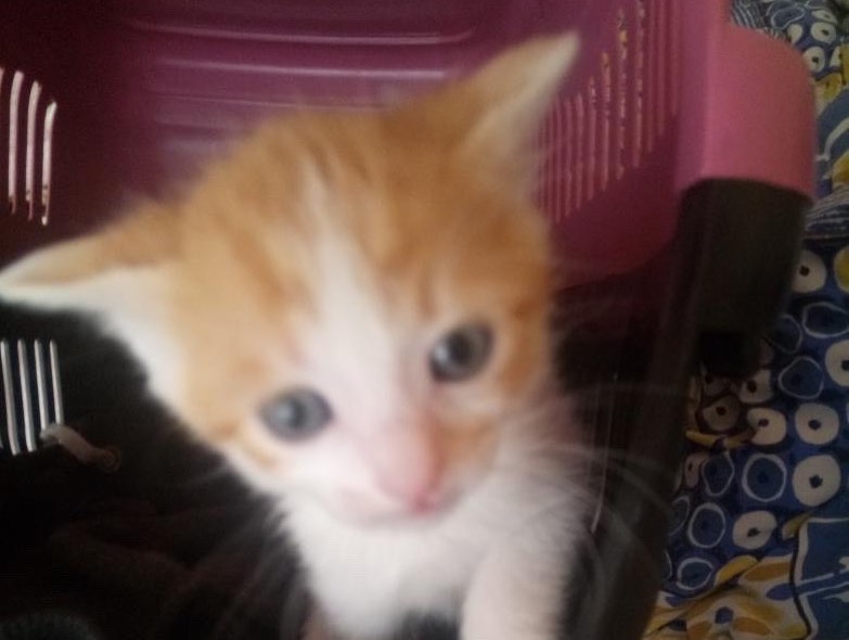 Bu bebek ömürlük dostunu bekliyor!, Ücretsiz Kedi, Bursa
