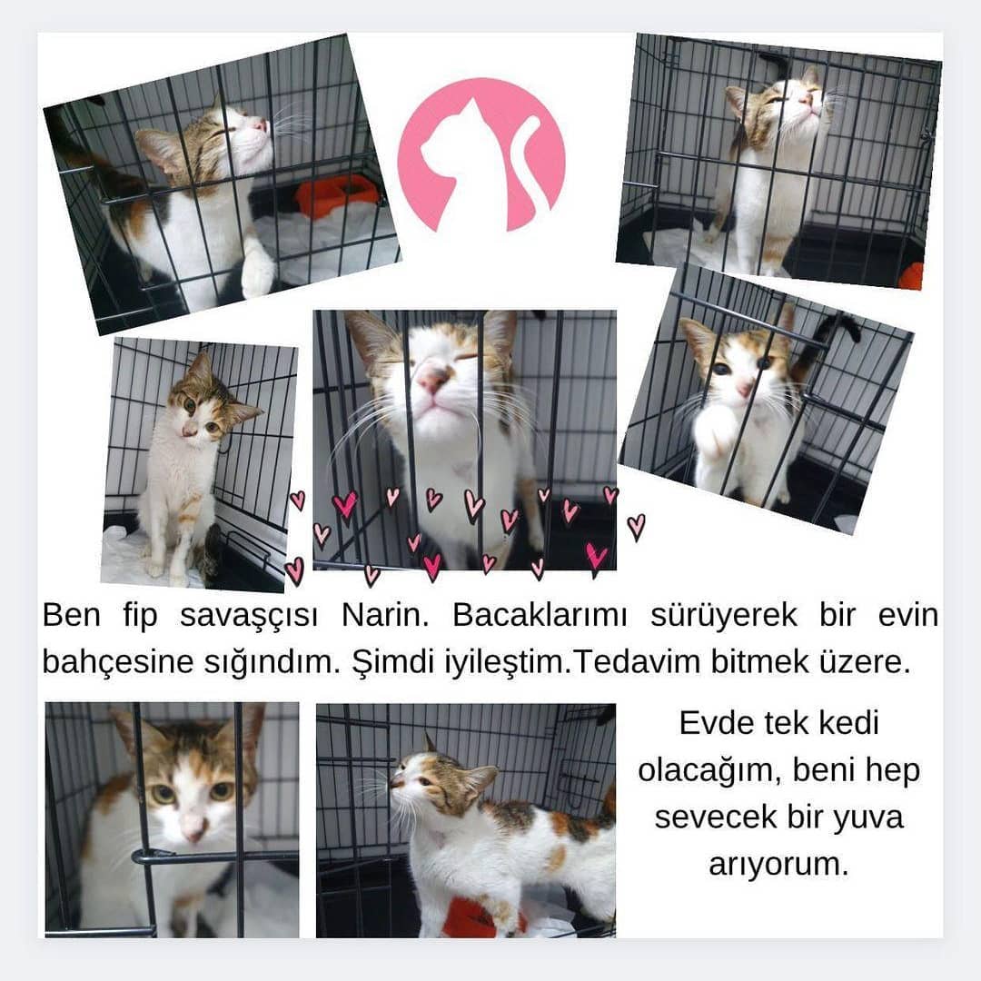 Bu yavrucak şimdi ailesini bekliyor!, Ücretsiz Kedi, İstanbul