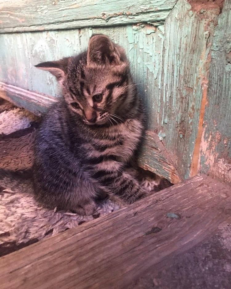 Bu bebiş şimdi ailesini bekliyor!, Ücretsiz Kedi, Konya