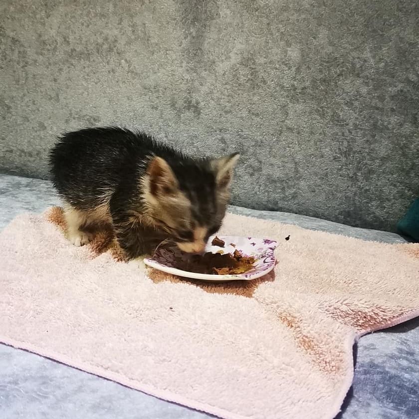 Bu küçüğe acil bir ev aranıyor!, Ücretsiz Kedi, Manisa