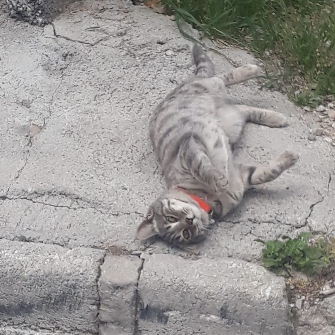 Bu patiliye şimdi bir yuva bulalım!, Ücretsiz Kedi, Konya