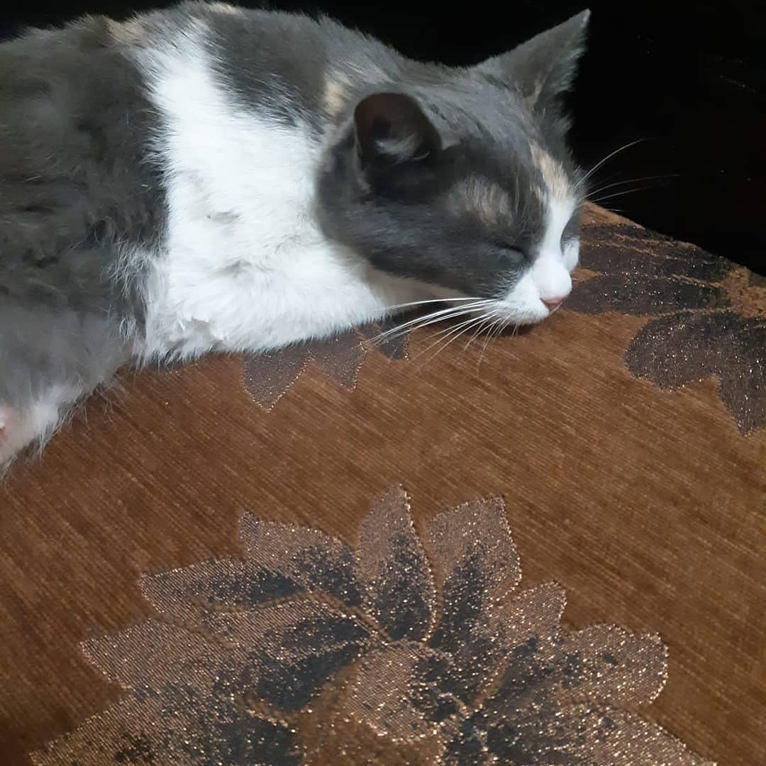 Bir patili dost sahiplenin, Ücretsiz Kedi, Ankara