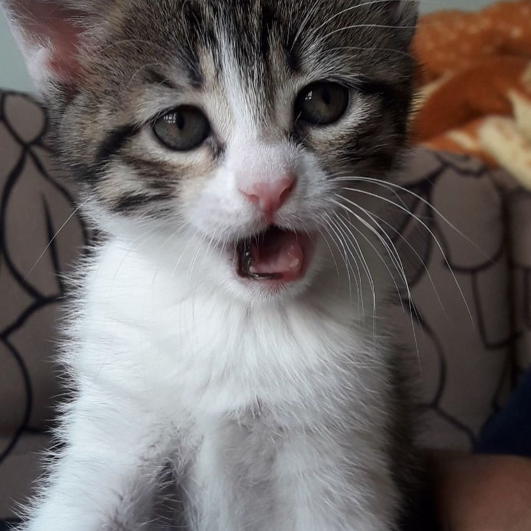 Bu bebiş acil dostunu arıyor!, Ücretsiz Kedi, Ankara