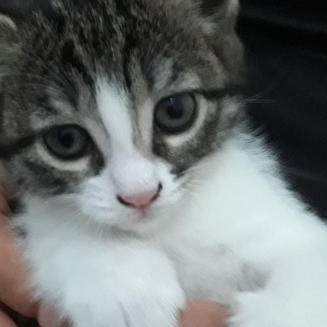 Bu bebiş acil dostunu arıyor!, Ücretsiz Kedi, Ankara