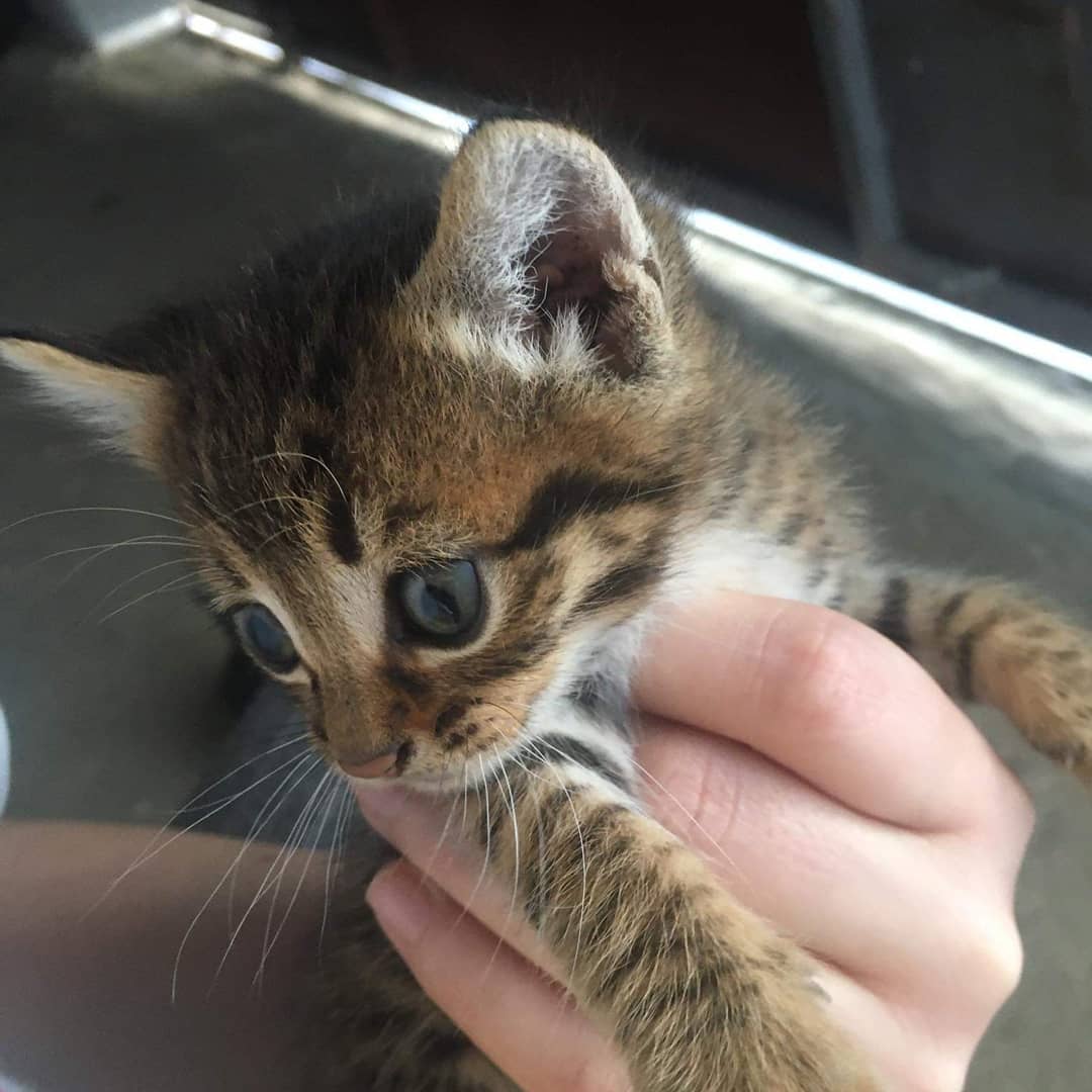 Bu miniğe şimdi bir sahip bulalım!, Ücretsiz Kedi, Antalya