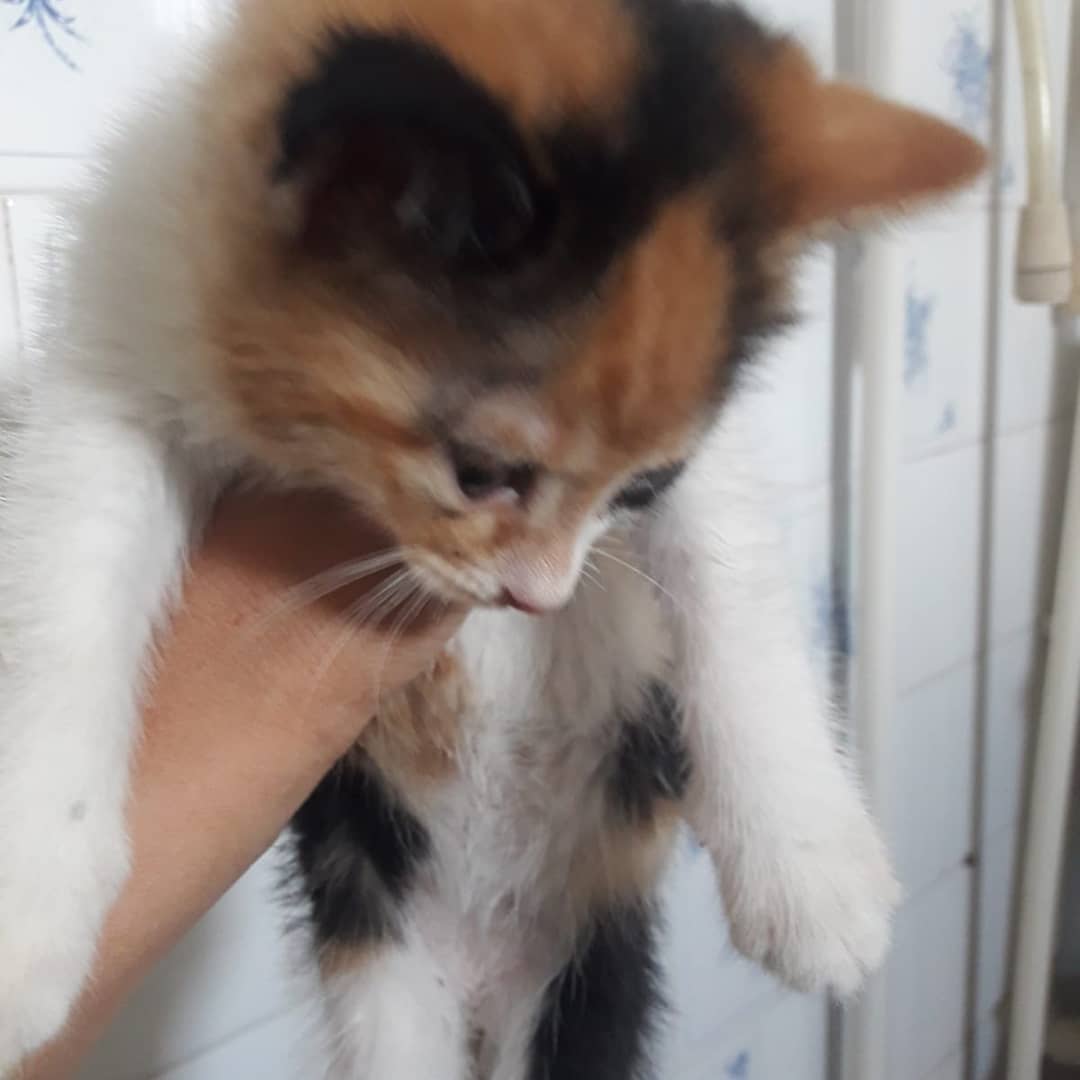 Bu küçüğe şimdi bir ev aranıyor!, Ücretsiz Kedi, Konya