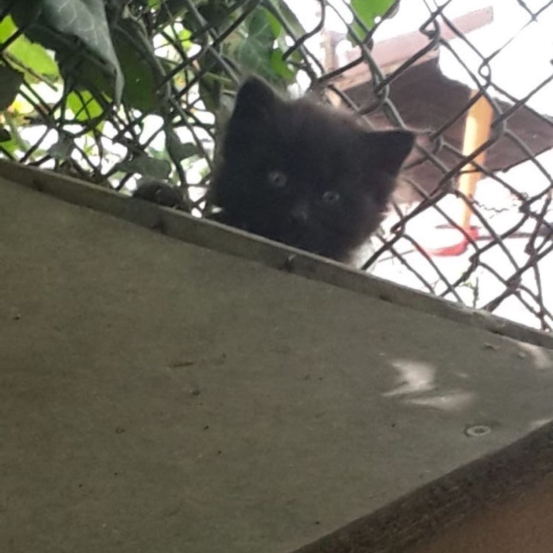 Bu paticik yeni ailesini arıyor, Ücretsiz Kedi, Ankara