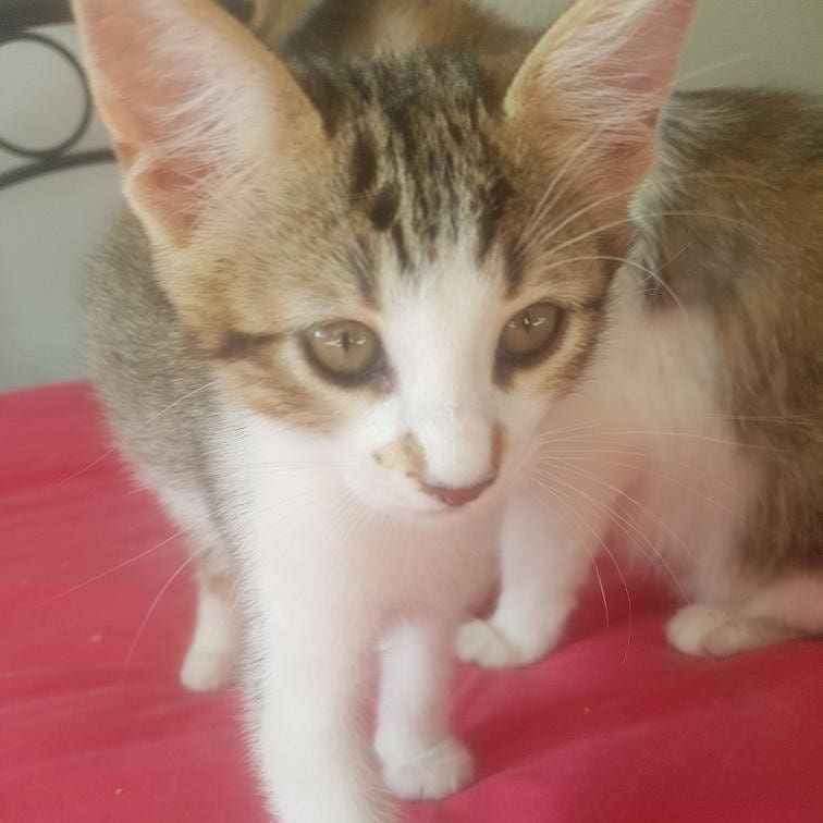 Bu bebiş acil evini bekliyor!, Ücretsiz Kedi, Adana