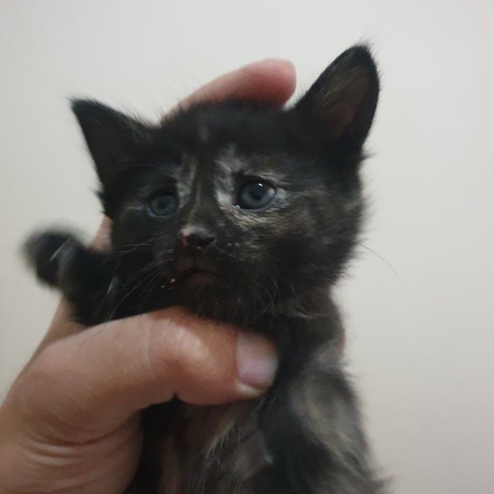 Bu miniğe acilen bir sahip lazım!, Ücretsiz Kedi, Trabzon