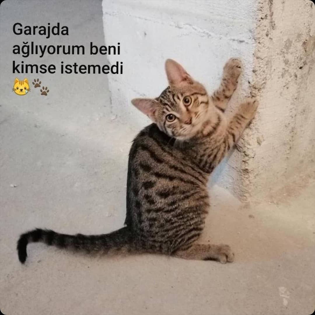 Bu tatlışa acil bir yuva bulalım!, Ücretsiz Kedi, Ankara