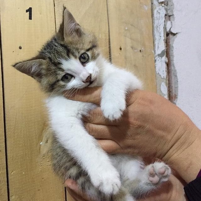 Bu çocuğa acil bir sahip gerekiyor!, Ücretsiz Kedi, Ankara