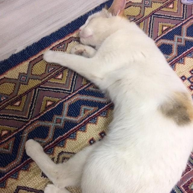 Bu çocuğa acil bir sahip aranıyor!, Ücretsiz Kedi, Konya