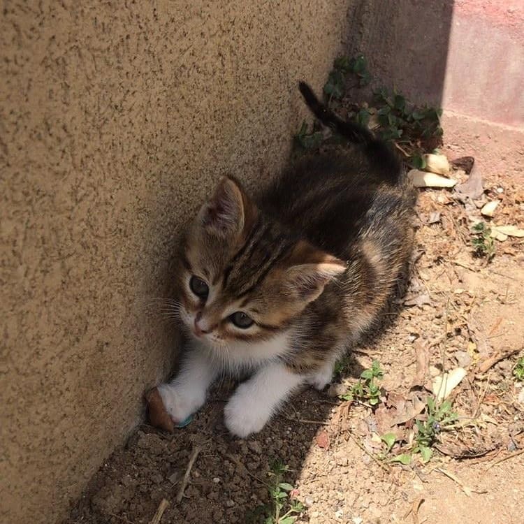 Bu küçüğe şimdi bir sahip aranıyor!, Ücretsiz Kedi, İstanbul