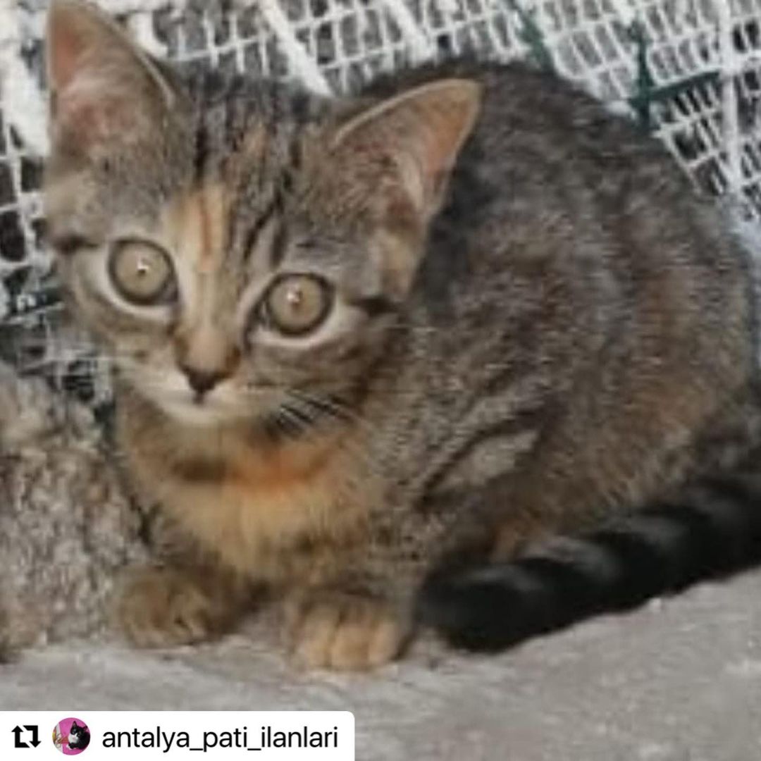 Bu yavrucağa şimdi bir yuva lazım!, Ücretsiz Kedi, Antalya