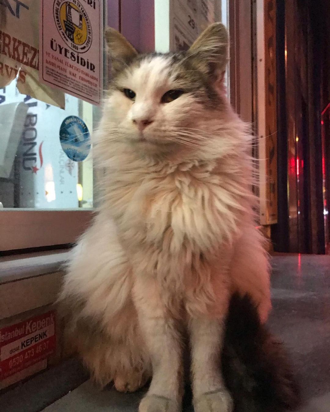 Bu paticik acil evini arıyor!, Ücretsiz Kedi, İstanbul