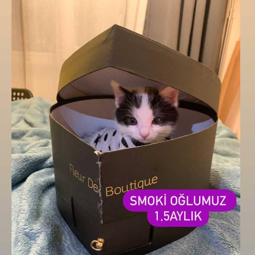Bu bebişe acilen bir sahip aranıyor!, Ücretsiz Kedi, İstanbul