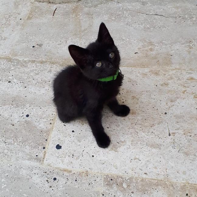 Bu miniş şimdi yoldaşını arıyor!, Ücretsiz Kedi, İstanbul