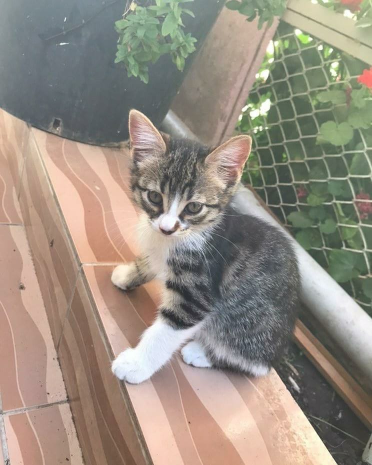 Bu minişe ömürlük bir ev bulalım!, Ücretsiz Kedi, Antalya