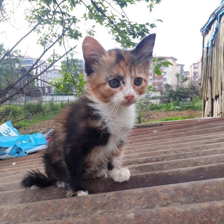 Bir yuva bulalım, Ücretsiz Kedi, Trabzon