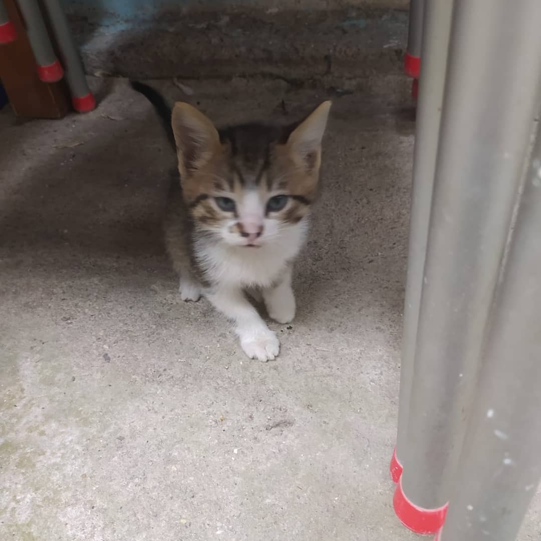Bu bebek şimdi yuvasını arıyor!, Ücretsiz Kedi, İzmir