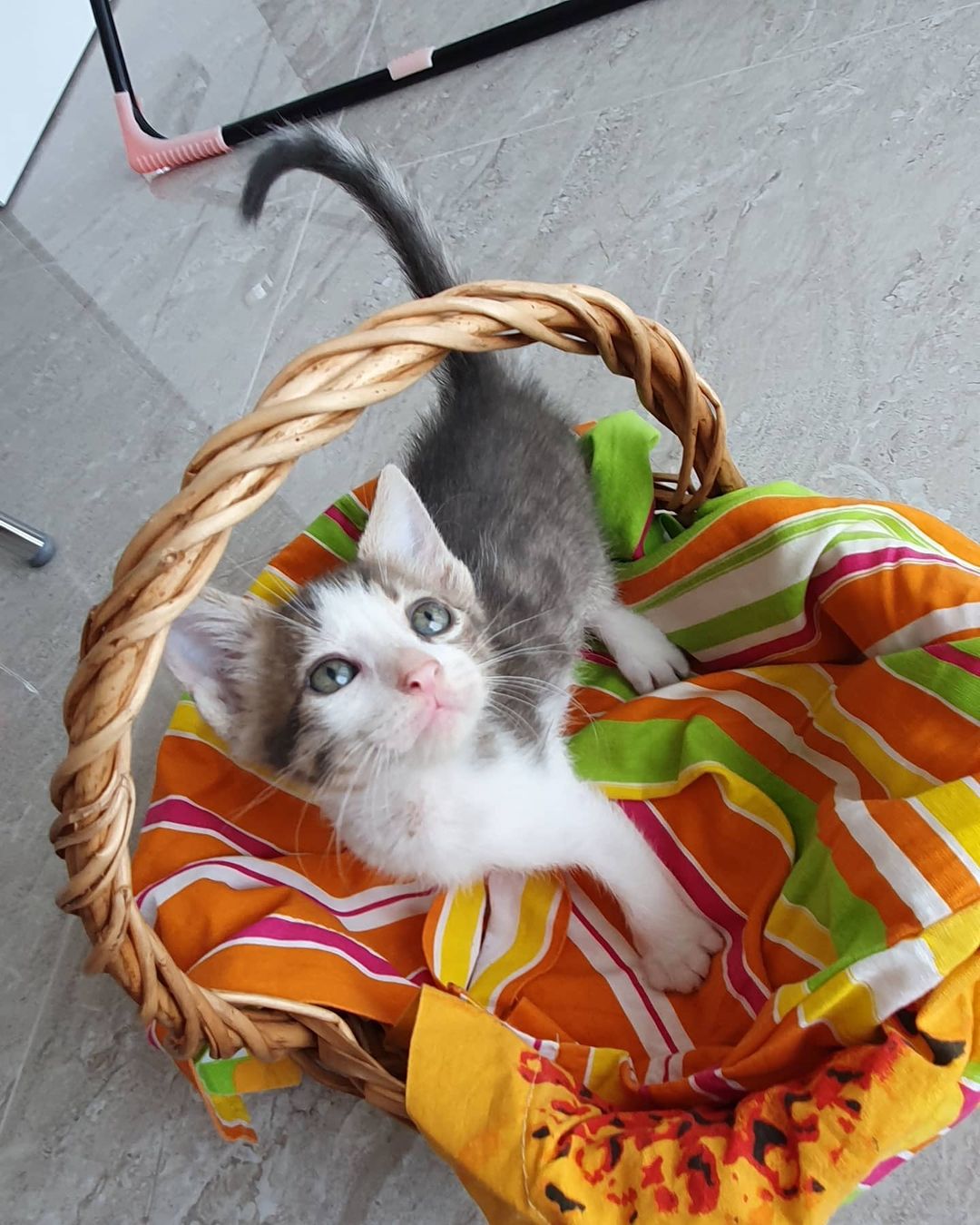 Bu bebiş acil dostunu arıyor!, Ücretsiz Kedi, İzmir