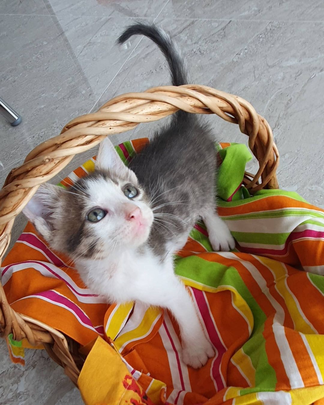 Bu bebiş acil dostunu arıyor!, Ücretsiz Kedi, İzmir