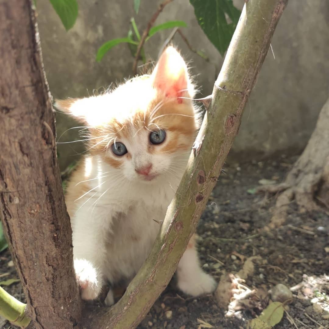 Bu bebek acil yoldaşını arıyor!, Ücretsiz Kedi, İstanbul