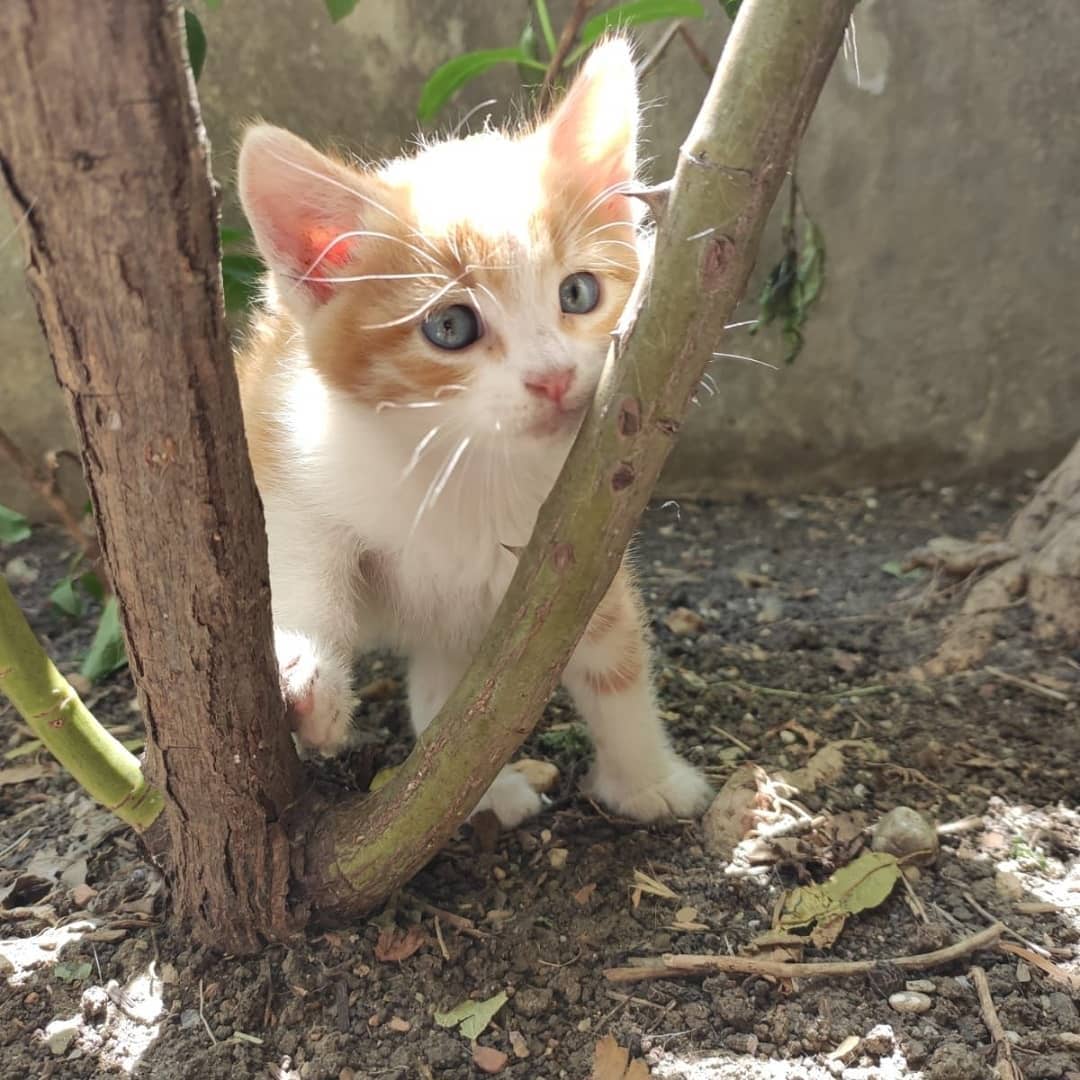 Bu bebek acil yoldaşını arıyor!, Ücretsiz Kedi, İstanbul