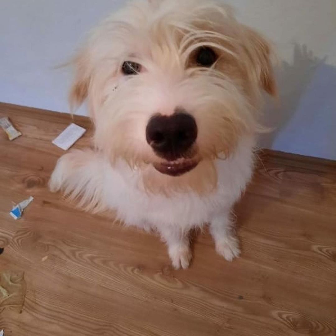 Bu tatlışa acilen bir ev aranıyor!, Ücretsiz Köpek, İstanbul