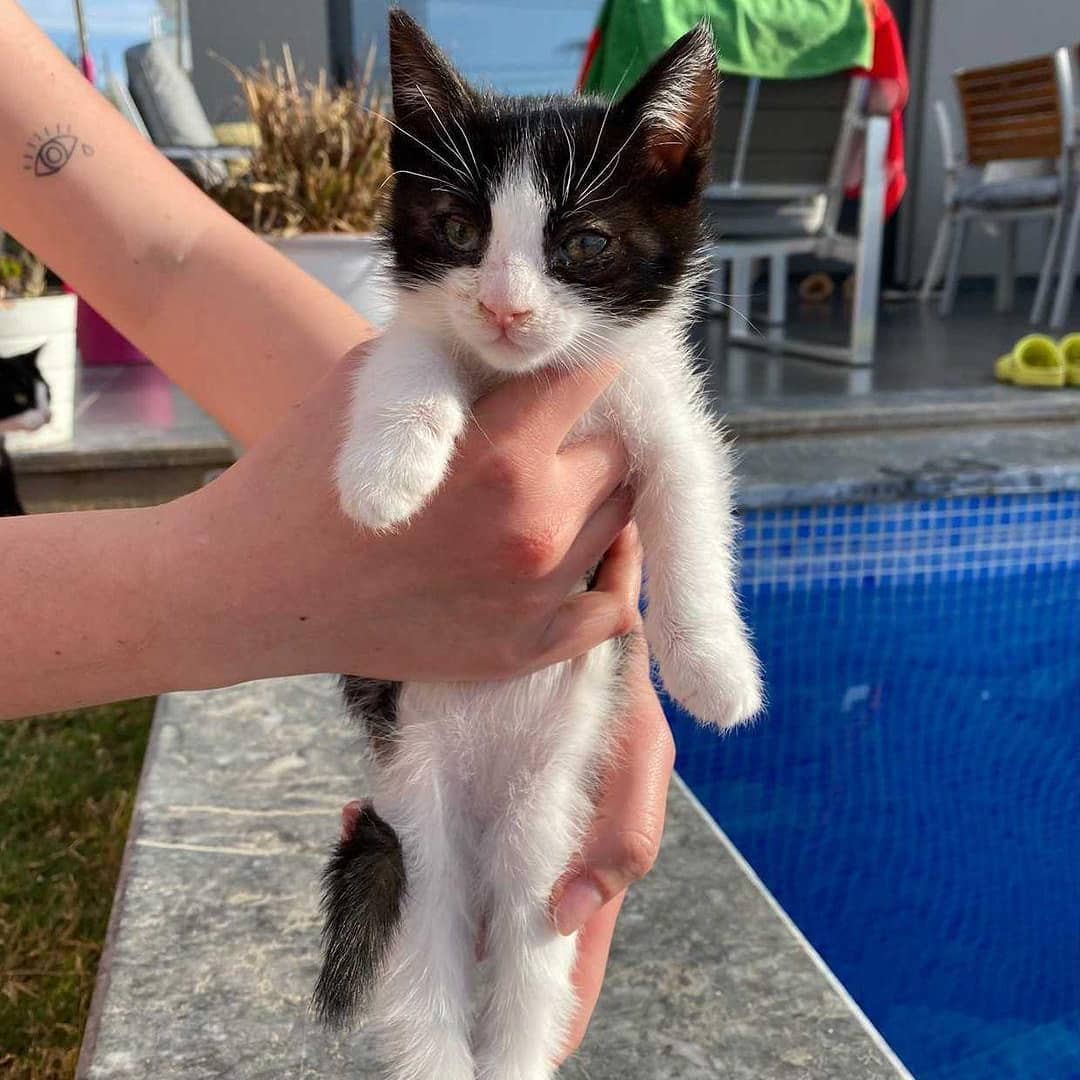 Bu pati ömürlük yoldaşını arıyor!, Ücretsiz Kedi, İzmir