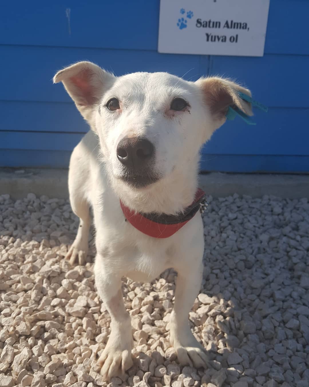 Bu ponçiğe acilen bir ev aranıyor!, Ücretsiz Köpek, Bursa