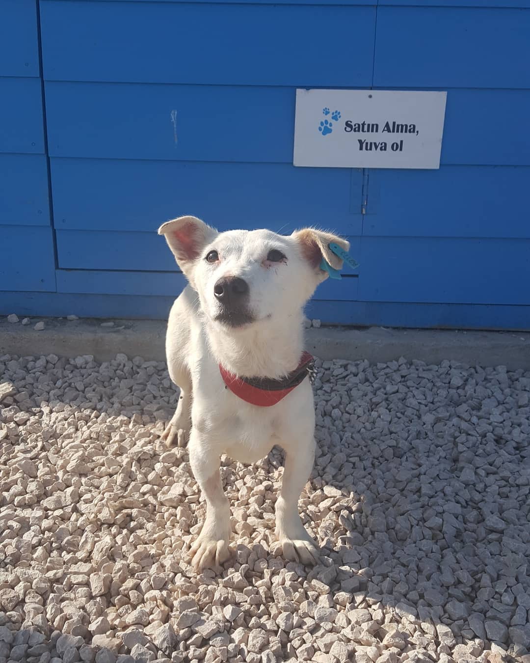 Bu ponçiğe acilen bir ev aranıyor!, Ücretsiz Köpek, Bursa