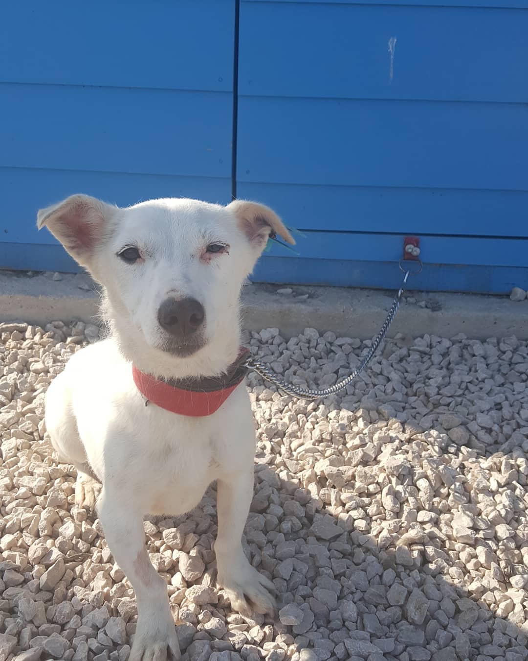 Bu ponçiğe acilen bir ev aranıyor!, Ücretsiz Köpek, Bursa