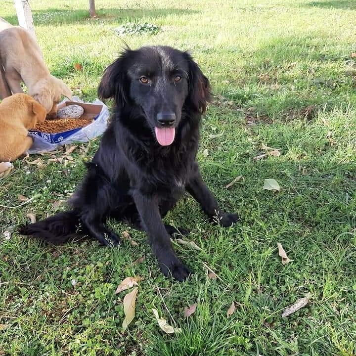 Bu cana acilen bir ev aranıyor!, Ücretsiz Köpek, Antalya