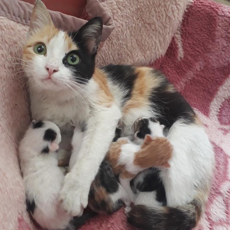 Bu can yeni ailesini arıyor, Ücretsiz Kedi, Adana