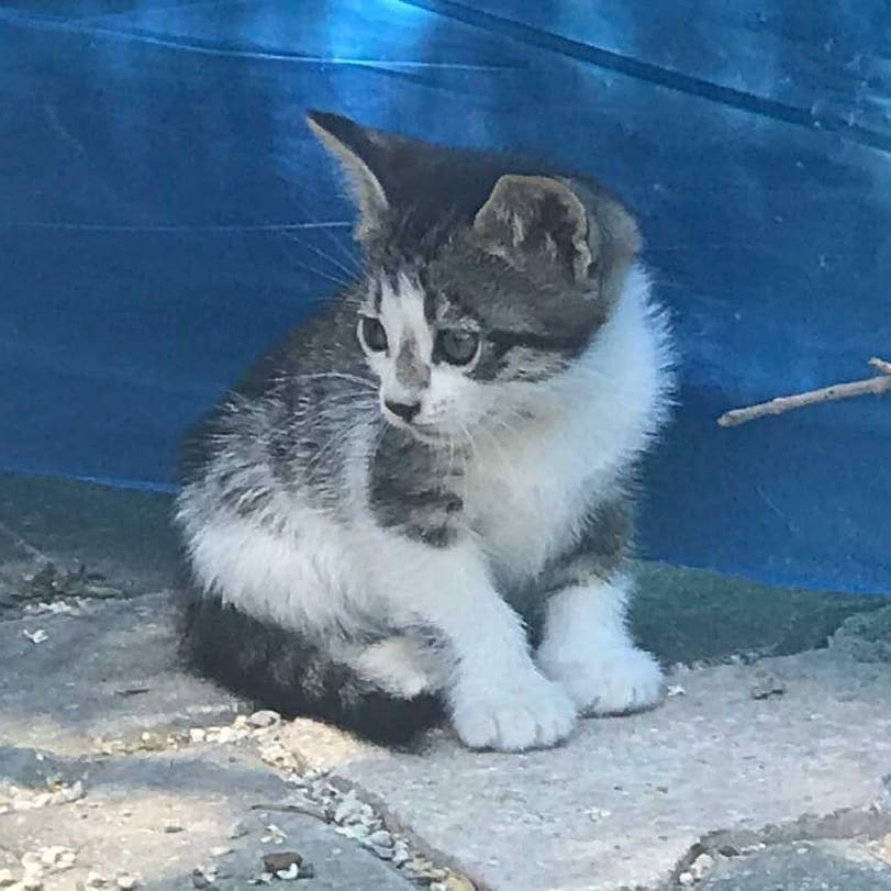 Bu pati ömürlük dostunu arıyor!, Ücretsiz Kedi, Manisa