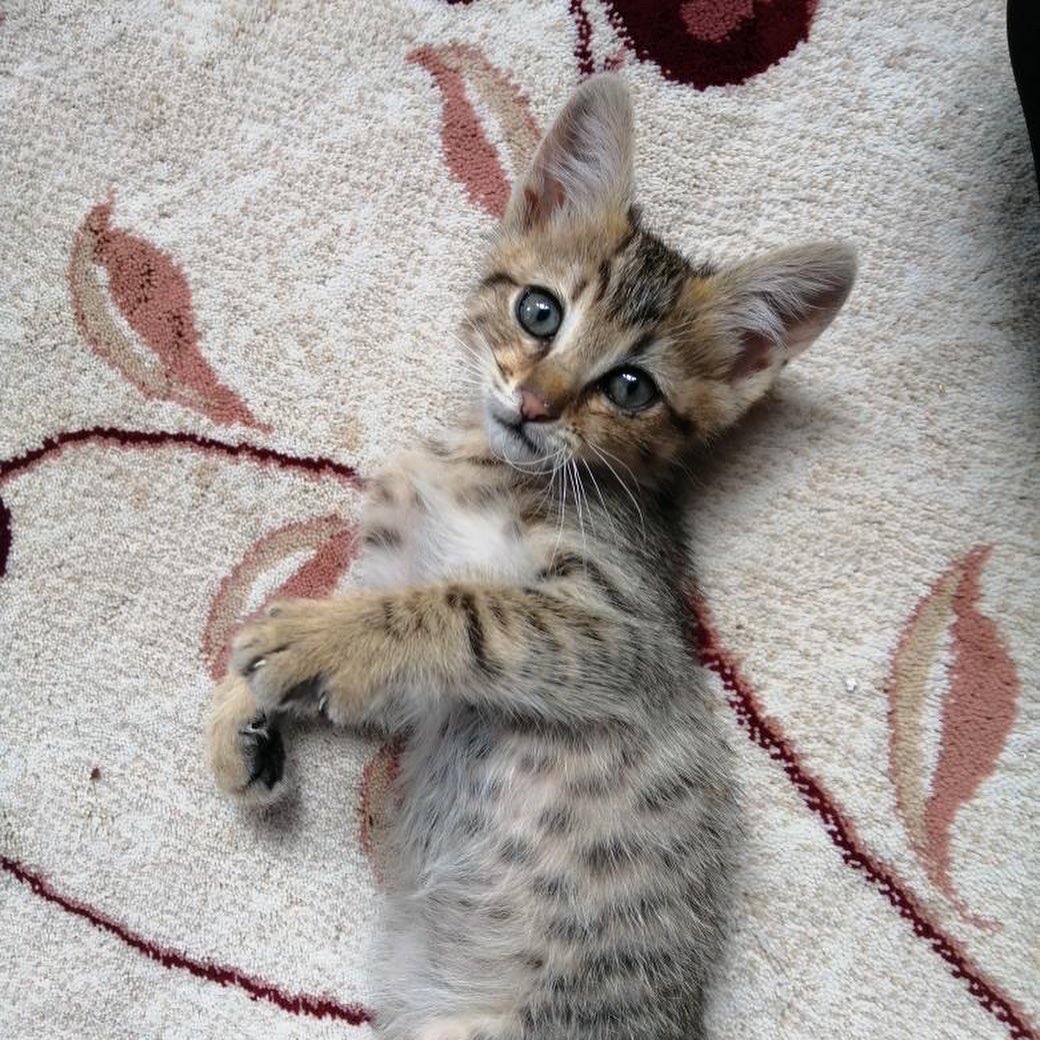 Bu bebeğe ömürlük bir ev aranıyor!, Ücretsiz Kedi, Trabzon