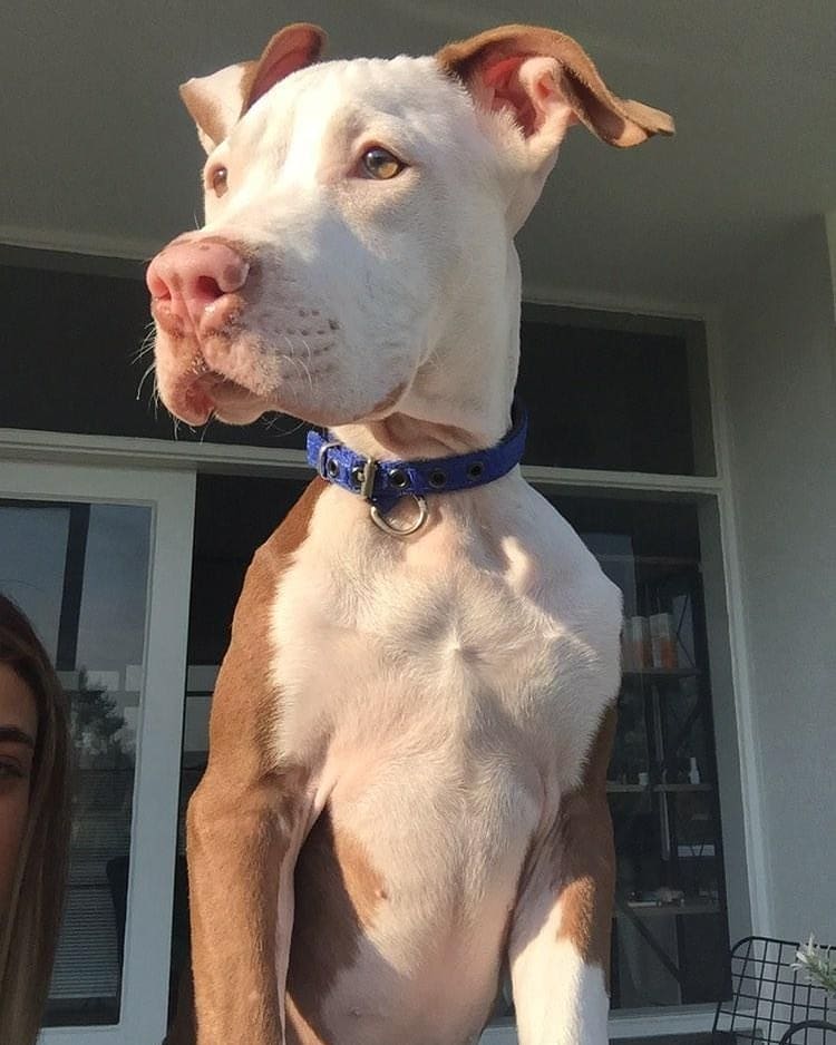 Bu paticiğe acilen bir ev aranıyor!, Ücretsiz Köpek, İstanbul