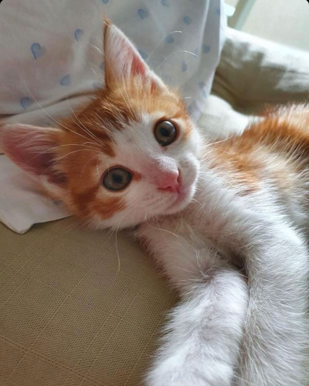 Bu bebiş acil sahibini bekliyor!, Ücretsiz Kedi, Bursa