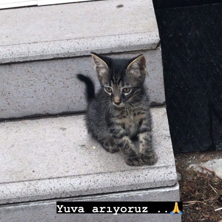 Bu miniğe ömürlük bir ev bulalım!, Ücretsiz Kedi, Ankara