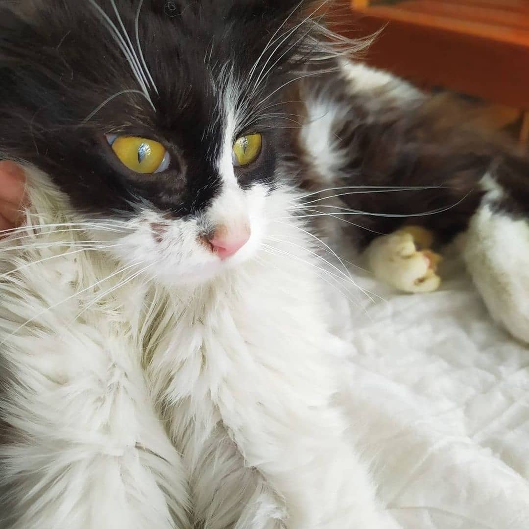 Bu paticik sahibini arıyor, Ücretsiz Kedi, Ankara