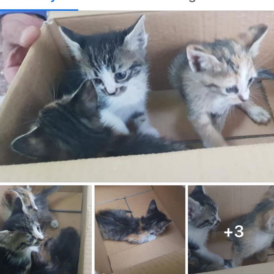 Bu bebişe acilen bir sahip aranıyor!, Ücretsiz Kedi, Gaziantep
