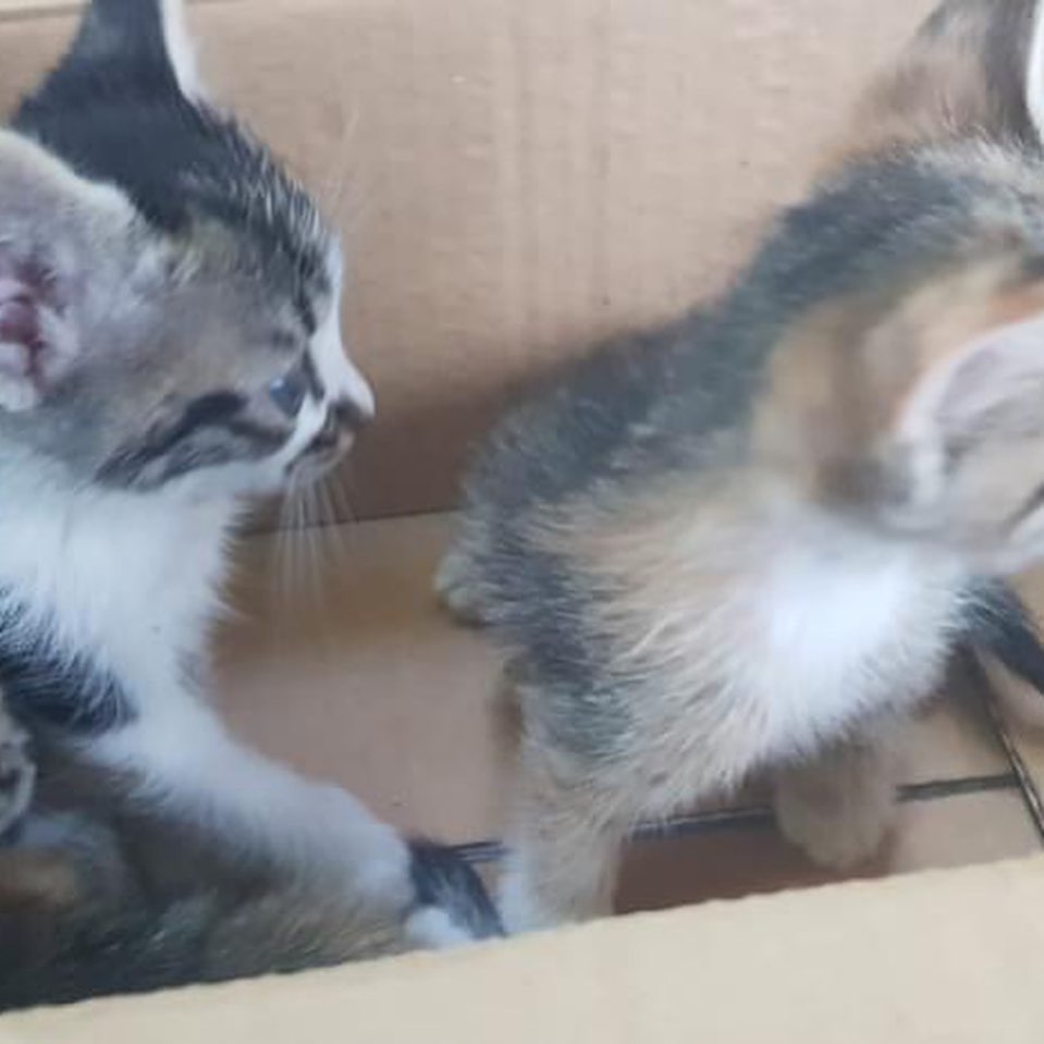 Bu bebişe acilen bir sahip aranıyor!, Ücretsiz Kedi, Gaziantep