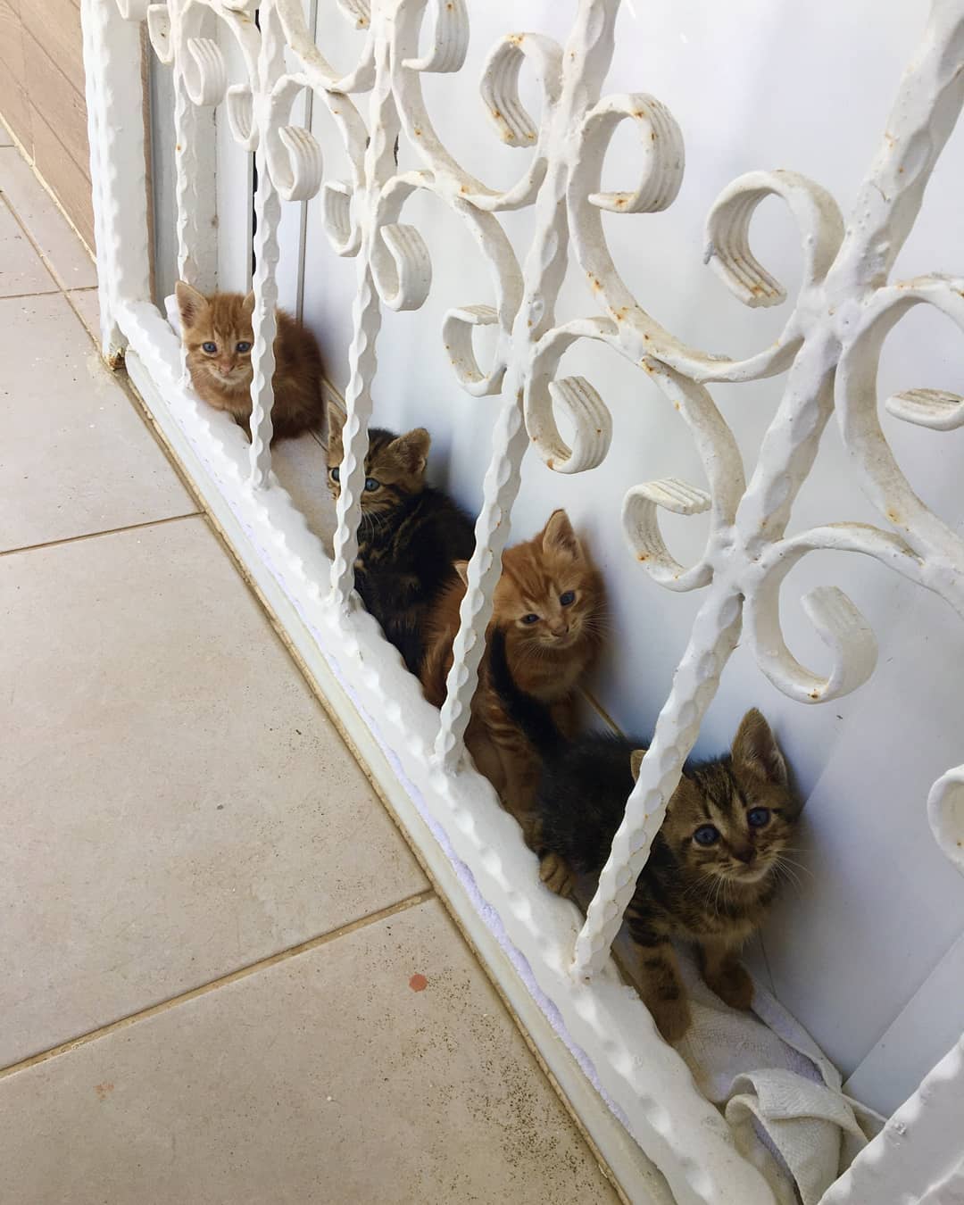 Bu miniğe acil bir ev aranıyor!, Ücretsiz Kedi, İstanbul