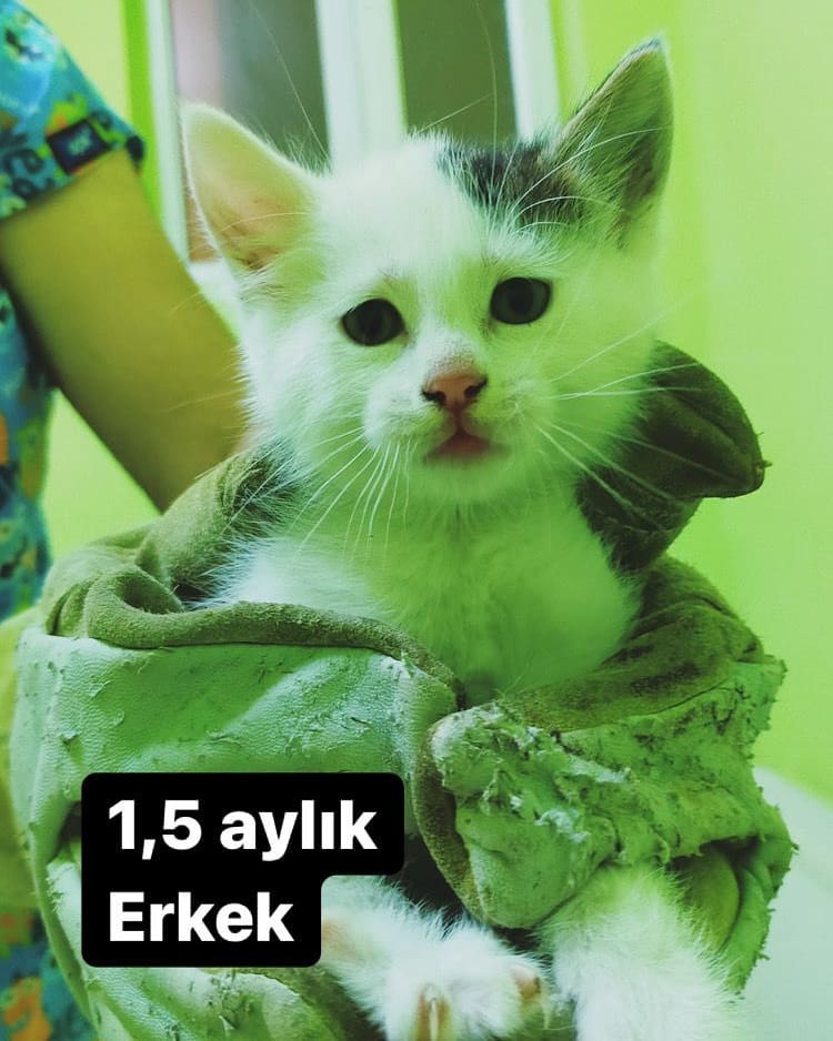 Bu minnoş acil ailesini arıyor!, Ücretsiz Kedi, Bursa