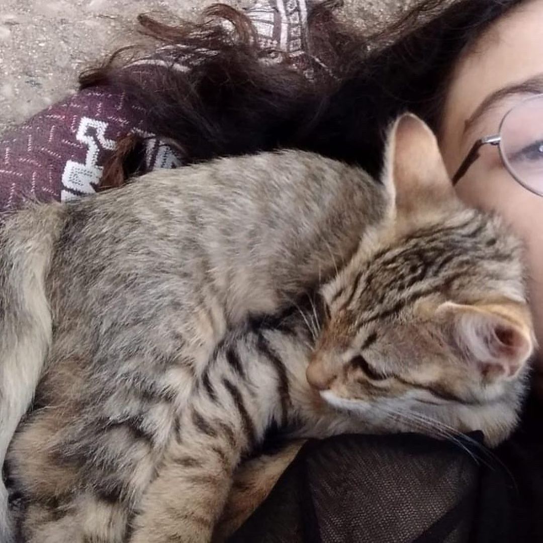Sahiplenmek için acele edin, Ücretsiz Kedi, Adana