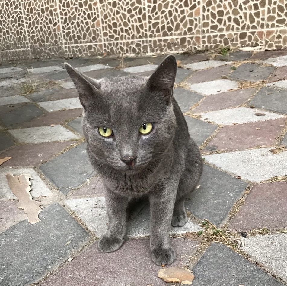 Bu ponçik şimdi evini arıyor!, Ücretsiz Kedi, Manisa