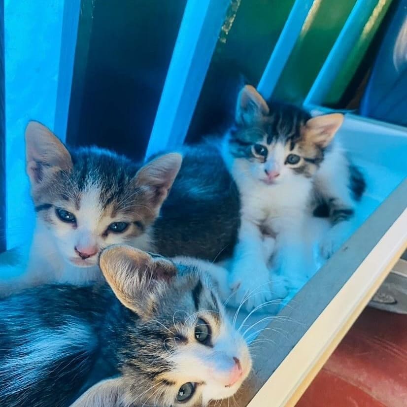 Bu patili acil evini bekliyor!, Ücretsiz Kedi, Antalya