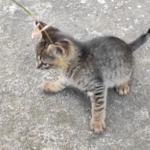Bu cana ömürlük bir aile bulalım!, Ücretsiz Kedi, Trabzon